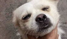 ppt汇报模板免费【ppt汇报技巧如何不紧张】