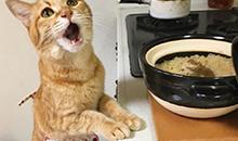 ppt汇报模板免费【ppt汇报技巧如何不紧张】