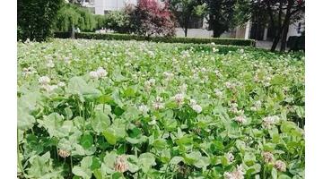 三叶草直播主题【四叶草直播间视频】