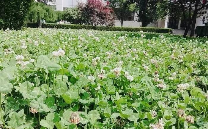 三叶草直播主题【四叶草直播间视频】