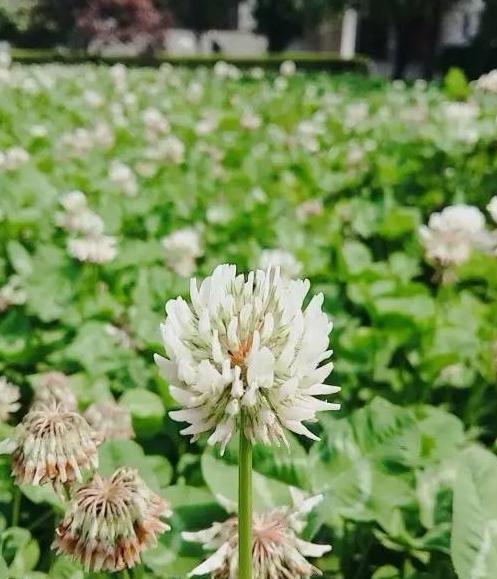 三叶草直播主题【四叶草直播间视频】