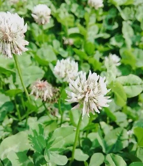 三叶草直播主题【四叶草直播间视频】