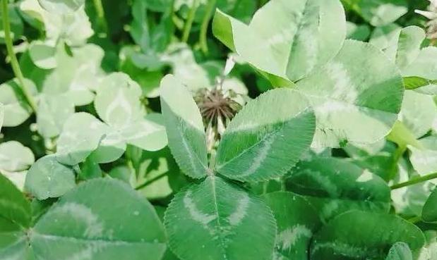 三叶草直播主题【四叶草直播间视频】