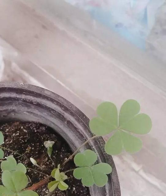 三叶草直播主题【四叶草直播间视频】