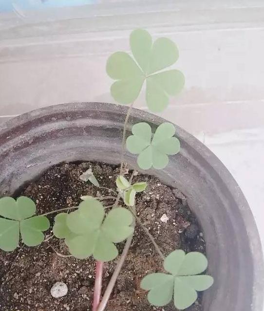 三叶草直播主题【四叶草直播间视频】