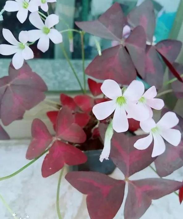 三叶草直播主题【四叶草直播间视频】