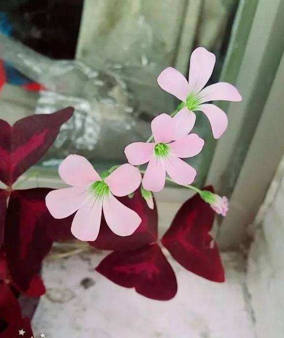 三叶草直播主题【四叶草直播间视频】