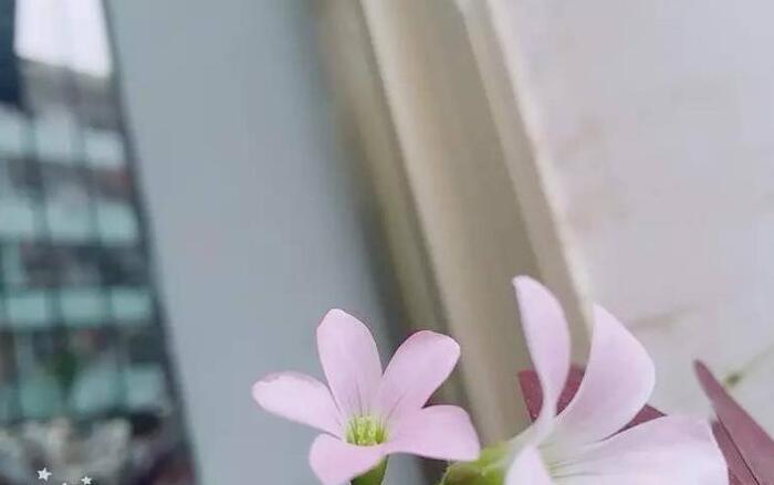 三叶草直播主题【四叶草直播间视频】