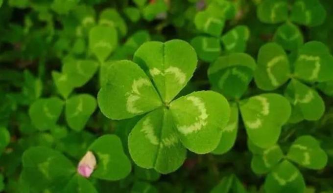 三叶草直播主题【四叶草直播间视频】