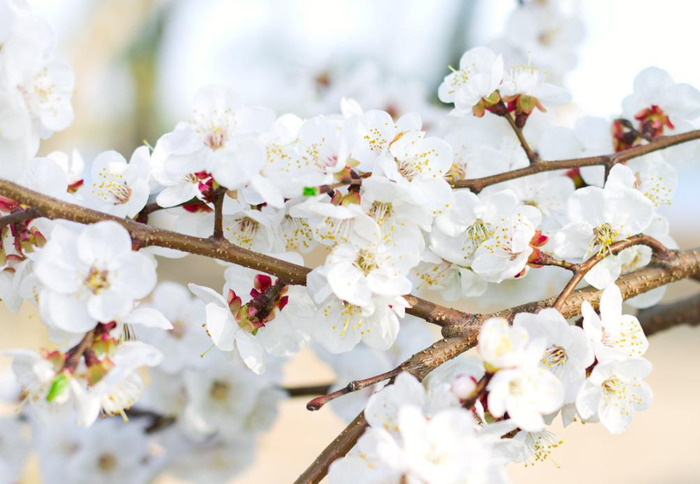 关于tiamo的网名【与tiamo一样的情侣网名】