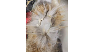 淘宝售后15天规定【淘宝售后时间超过15天怎么办】