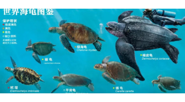 海龟小练笔200字左右【海龟小练笔写几句话】