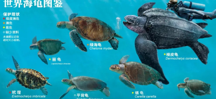 海龟小练笔200字左右【海龟小练笔写几句话】