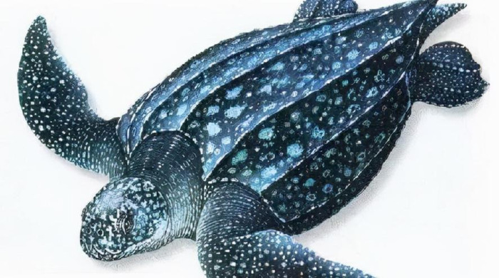 海龟小练笔200字左右【海龟小练笔写几句话】