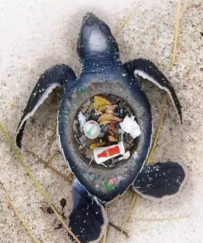 海龟小练笔200字左右【海龟小练笔写几句话】