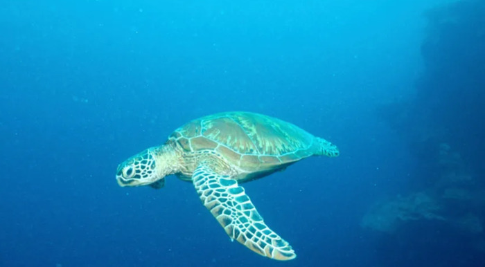 海龟小练笔200字左右【海龟小练笔写几句话】