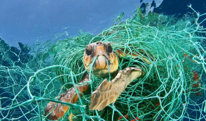 海龟小练笔200字左右【海龟小练笔写几句话】