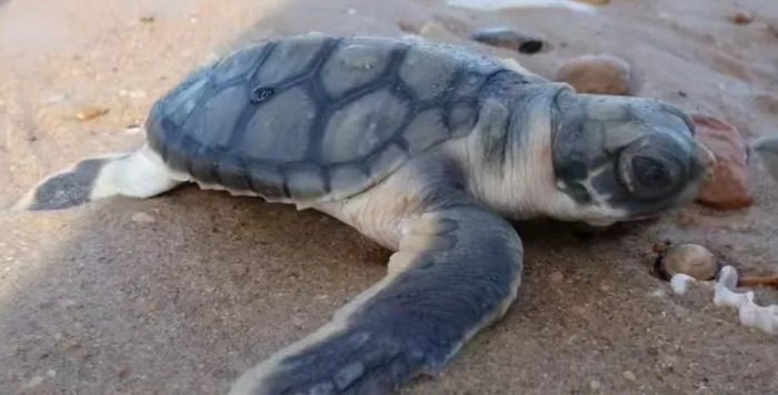 海龟小练笔200字左右【海龟小练笔写几句话】