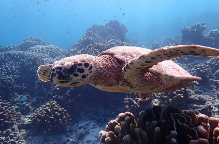 海龟小练笔200字左右【海龟小练笔写几句话】
