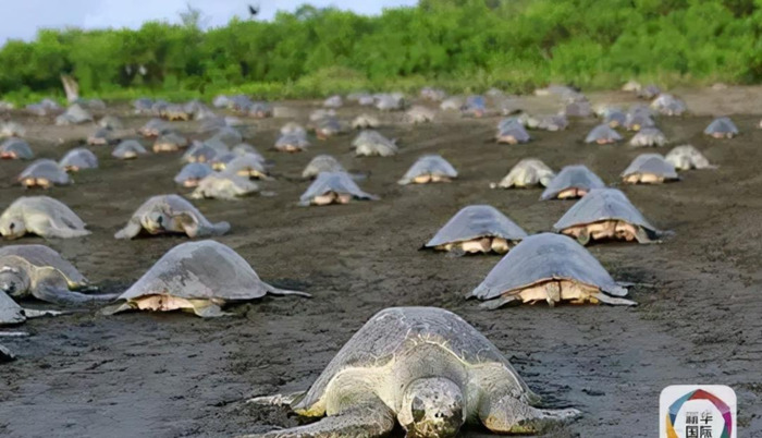 海龟小练笔200字左右【海龟小练笔写几句话】