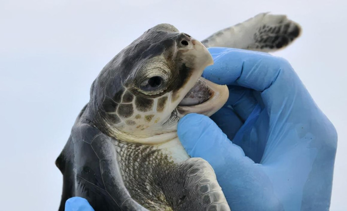 海龟小练笔200字左右【海龟小练笔写几句话】