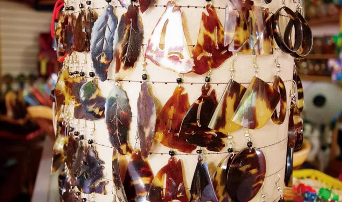 海龟小练笔200字左右【海龟小练笔写几句话】