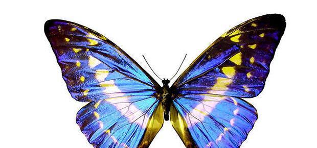 胎梦梦见大西瓜是什么意思【孕妇梦到西瓜】