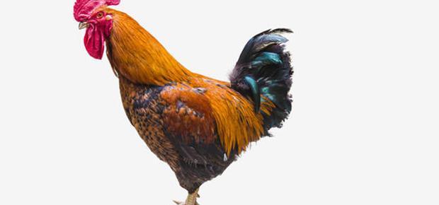 胎梦梦见大西瓜是什么意思【孕妇梦到西瓜】