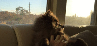 live图怎么发给别人【live图怎么加文字】