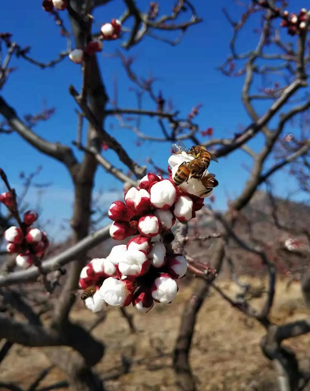 山东自驾旅游攻略路线推荐【山东自驾游一日游攻略】
