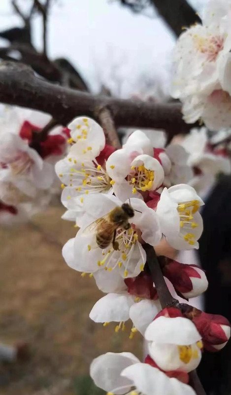 山东自驾旅游攻略路线推荐【山东自驾游一日游攻略】