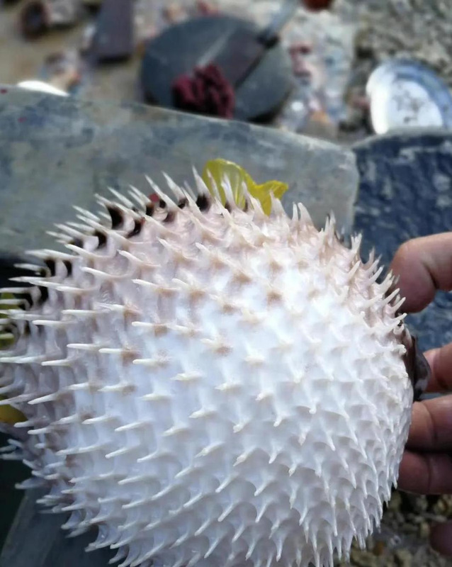 小导游介绍西沙群岛两百字【小导游介绍西沙群岛视频】