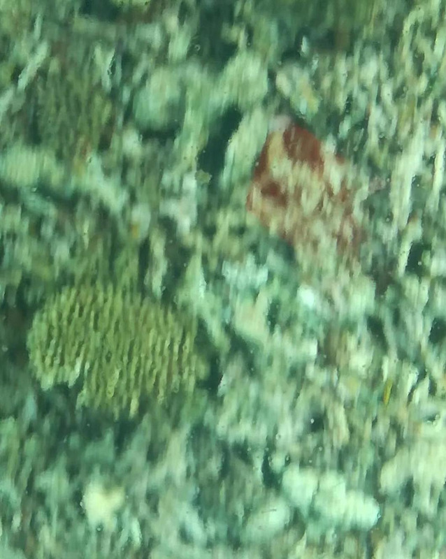 小导游介绍西沙群岛两百字【小导游介绍西沙群岛视频】