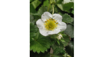 草莓的香味怎么形容【什么的草莓形容味道的】