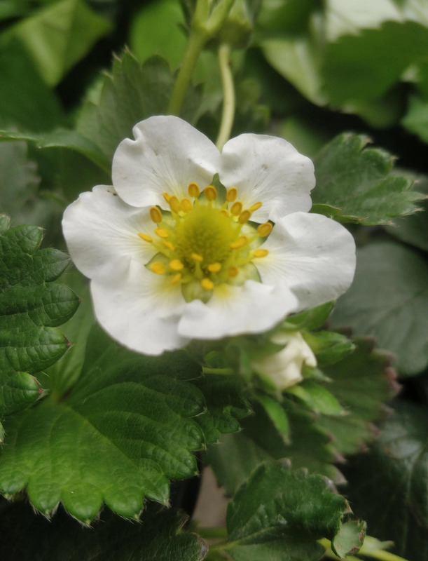 草莓的香味怎么形容【什么的草莓形容味道的】