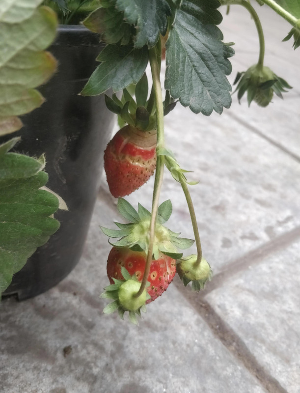 草莓的香味怎么形容【什么的草莓形容味道的】