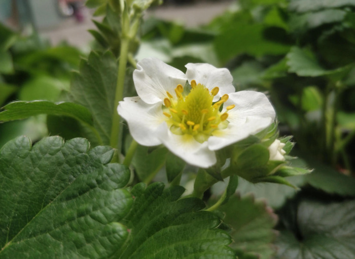 草莓的香味怎么形容【什么的草莓形容味道的】