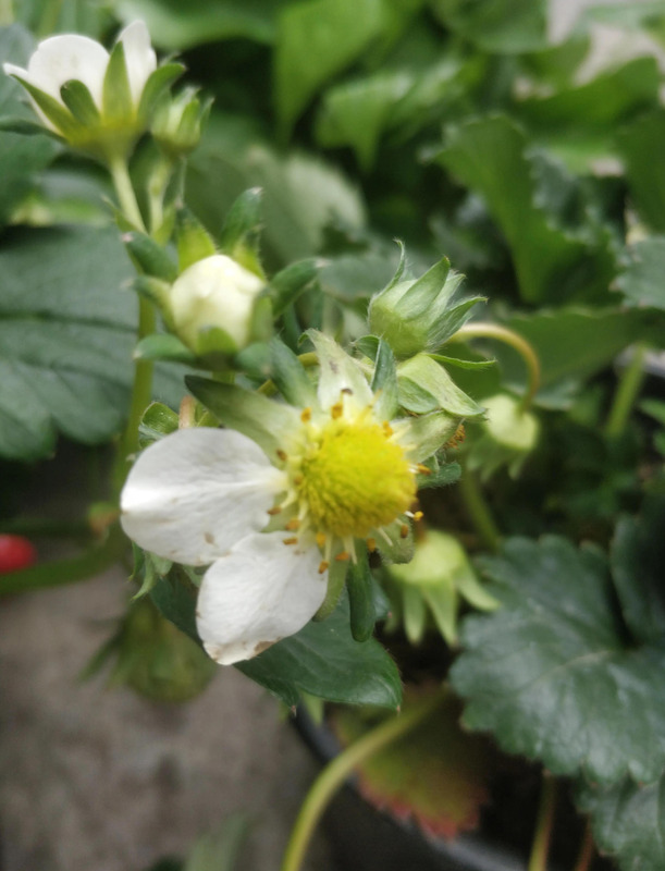 草莓的香味怎么形容【什么的草莓形容味道的】