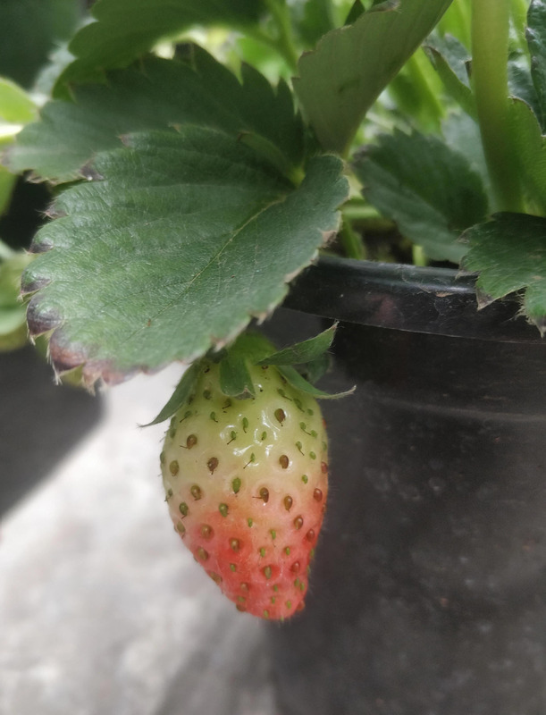 草莓的香味怎么形容【什么的草莓形容味道的】