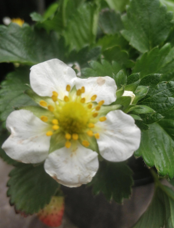 草莓的香味怎么形容【什么的草莓形容味道的】