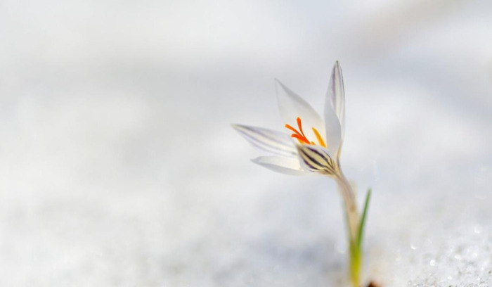 冬至吃狗肉的由来【冬至吃狗肉有什么好处】