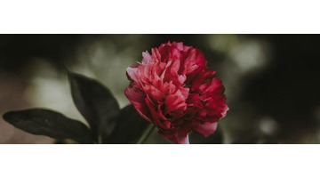 蓝瑶顾子衡小说梦里旬书【蓝瑶顾孑衡】