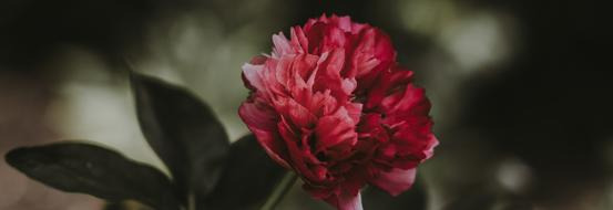 蓝瑶顾子衡小说梦里旬书【蓝瑶顾孑衡】