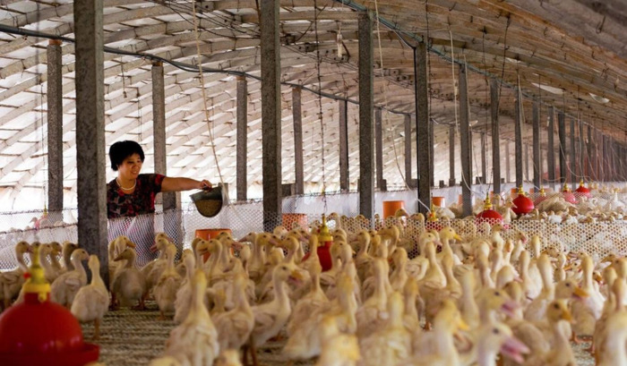 什么物流可以寄活物【现在哪个快递公司可以发活物】