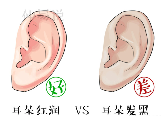 有耳垂和没耳垂有什么区别【没有耳垂和有耳垂区别】