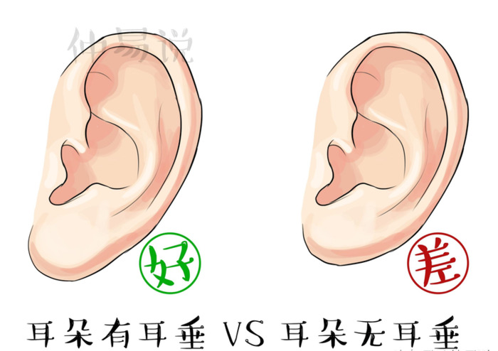 有耳垂和没耳垂有什么区别【没有耳垂和有耳垂区别】