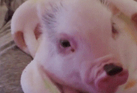 58网盘搜索打不开了怎么办【58网盘助手】