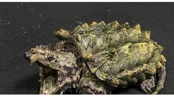 2022年北京奥运会吉祥物怎么画