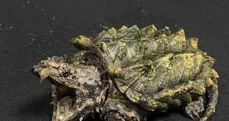 2022年北京奥运会吉祥物怎么画