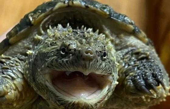 2022年北京奥运会吉祥物怎么画